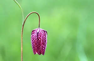 Fritillary Flower Drucke: Fritillary