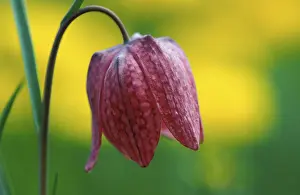 Checkerboard Flower Drucke: Fritillary