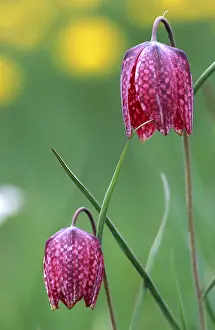 Checkerboard Flower Drucke: Fritillary
