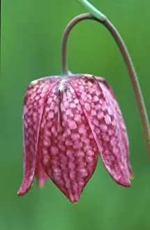 Checkerboard Flower Drucke: Fritillary