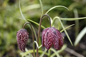 Snakes Head Fritillary Drucke: Fritillary, Checkered Daffodil