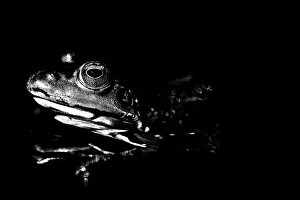Echte Frösche In Nordamerika Drucke: Frosch in Schwarz und Weiß mit Reflexion im Wasser.