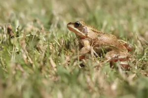 Fauna In Natural Habitats Drucke: Frog in the Grass