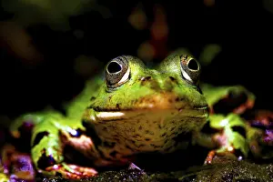 Bavaria Wildlife Images Drucke: A frog looking into the camera