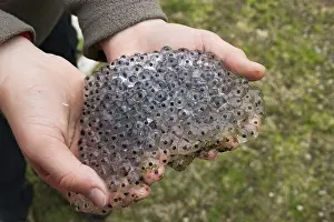 Common Frog Spawn Drucke: Frog spawn on child's hands