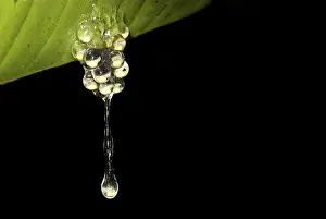 Leaf Detail Drucke: Frog spawn dropping from a leaf