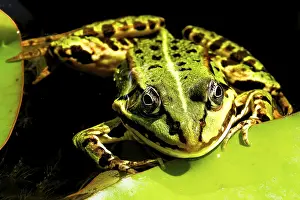 Water Frog Habitat Drucke: Frog in front view on green leaf