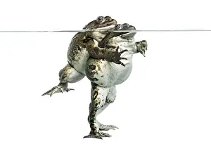 Amphibian Courtship Display Drucke: Frogs copulating under clear water