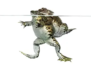 Amphibian Courtship Display Drucke: Frogs copulating under clear water