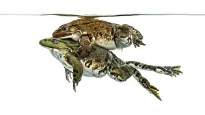 Amphibian Reproduction Drucke: Frogs copulating under clear water