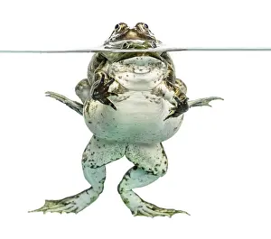 Amphibian Courtship Display Drucke: Frogs copulating under clear water