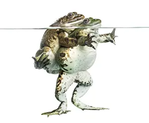 Mating Season Wildlife Images Drucke: Frogs copulating under clear water