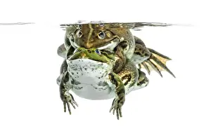 Animal Courtship Display Drucke: Frogs copulating under clear water