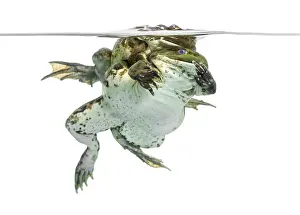 Amphibian Courtship Behavior Drucke: Frogs copulating under clear water