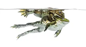 Copulation In Nature Drucke: Frogs copulating under clear water