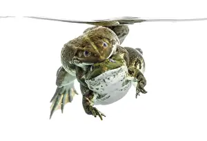 Amphibian Courtship Display Drucke: Frogs copulating under clear water