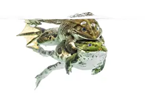 Amphibian Courtship Display Drucke: Frogs copulating under clear water