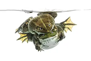 Amphibian Reproduction Drucke: Frogs copulating under clear water