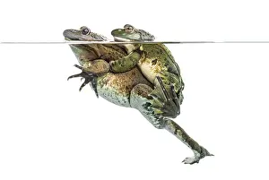 Waterfront Wildlife Photography Drucke: Frogs copulating under clear water