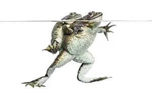Animal Reproduction Behavior Drucke: Frogs copulating under clear water