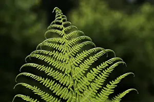 Close Up Fern Leaf Drucke: Frond