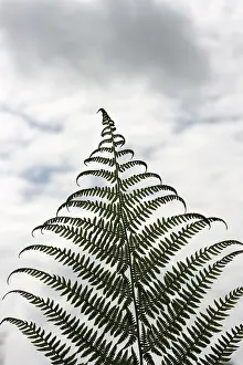 Fern Frond Close Up Drucke: Frond