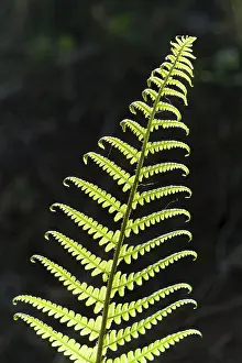 Close Up Leaf Drucke: Frond, backlit, Germany