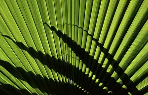 Palm Tree Leaves Drucke: Fronds of a palm tree