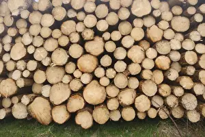 Tree Trunk Pile Germany Drucke: Frontal view of tree slices, stacked tree trunks