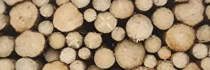 Harz Mountains Germany Drucke: Frontal view of tree slices, stacked tree trunks