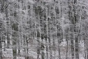 Monochromes Kunstwerk Drucke: Eisiger Wald