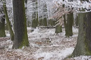 Monochromes Kunstwerk Drucke: Eisiger Wald
