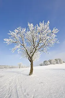 Lower Austria Winter Scene Drucke: Frost-covered fruit tree, Schwarzensee