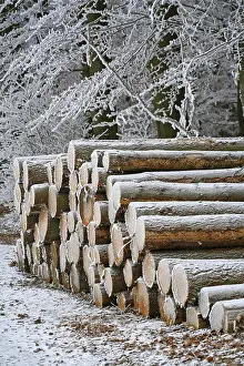 Timber Building Germany Drucke: Frost-covered logs stacked along a forest path