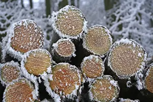 Winter Forest Path Drucke: Frost-covered logs stacked along a forest path