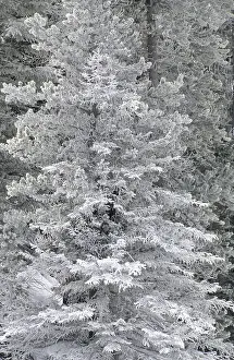 Hoarfrost Tree Drucke: Frost covered tree