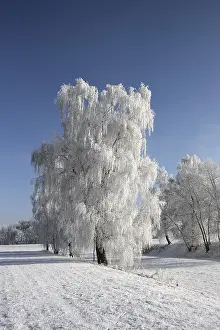 European Winter Scene Drucke: Frost-covered trees