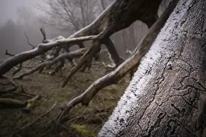 Deciduous Tree In Fog Drucke: Frost-covered trunk and branches of an old