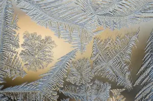 Ice Crystal Formation Drucke: Frost flowers on window