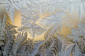 Ice Crystal Formation Drucke: Frost flowers on window