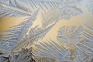 Winter Nature Scene Drucke: Frost flowers on window