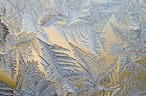 Crystalline Ice Plant Drucke: Frost flowers on window