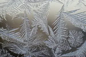 Ice Crystal Formation Drucke: Frost flowers on window