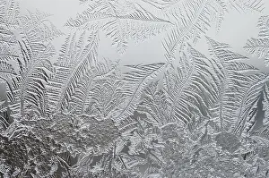 Frost Flowers Drucke: Frost flowers on window