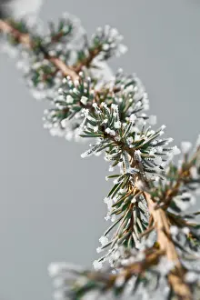 Winter Nature Photography Drucke: A frosted pine tree branch