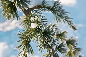Hoarfrost Pine Tree Drucke: A frosted pine tree branch
