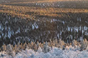 Scandinavian Winter Landscapes Drucke: Frosted and snowy forest against light