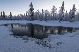 Scandinavian Nature Images Drucke: Frosted trees on the Jerisjoki River