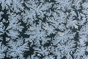 Hoar Frost Images Drucke: Frostwork on window