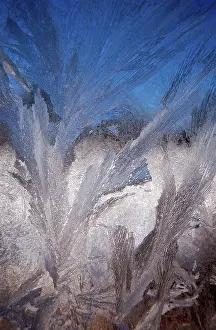 German Federal Republic Frost Drucke: Frostwork on window, Germany